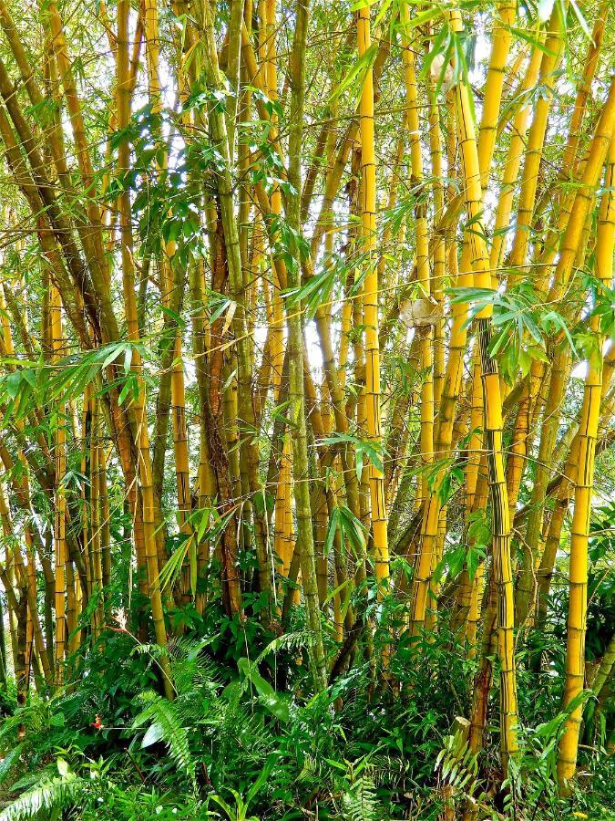 Villa Pasyon Đảo Đảo La Digue Ngoại thất bức ảnh